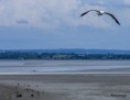 /album/saint-michel-et-son-mont-/vol-au-dessus-d-un-nid-de-coucous-jpg/